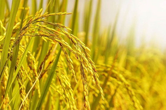 Sắp diễn ra Festival quốc tế lúa gạo ở Hậu Giang