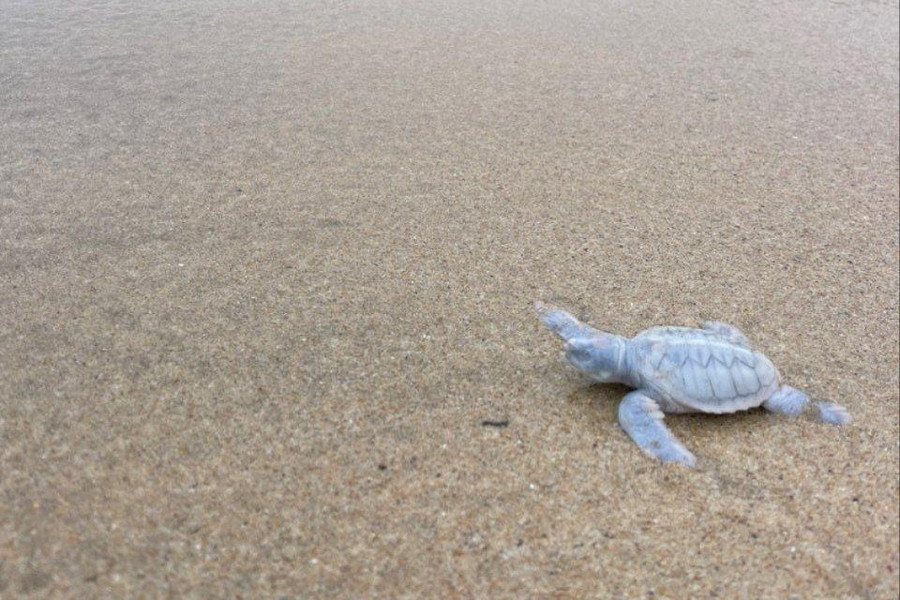 Blanche - Chú rùa biển bạch tạng chào đời tại Six Senses Côn Đảo