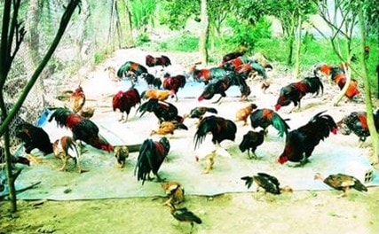 “Vương quốc”gà nòi