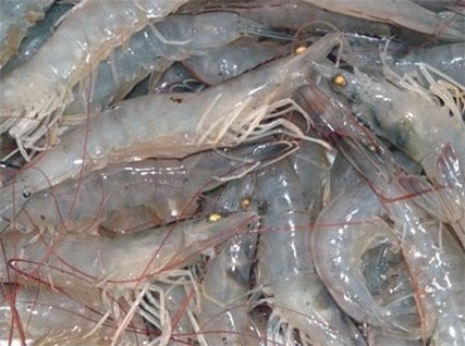 Việt Nam sắp sửa gia nhập Công ước 144