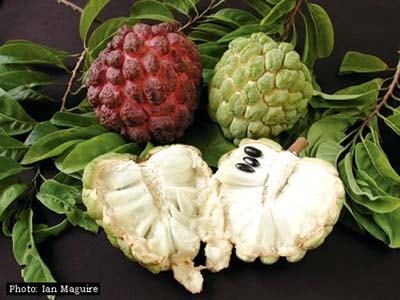 Trẻ trồng na, già trồng chuối