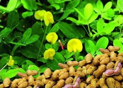 Hưởng lạc