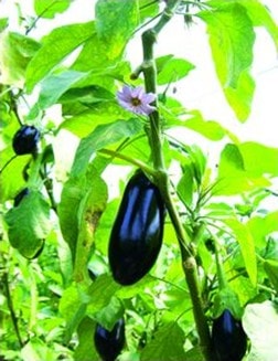 Bước xuống vườn cà hái nụ tầm xuân