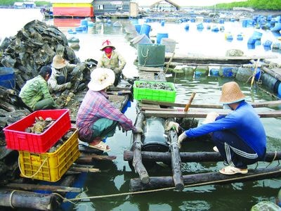 Tour mới: Làng bè Long Sơn - Vũng Tàu