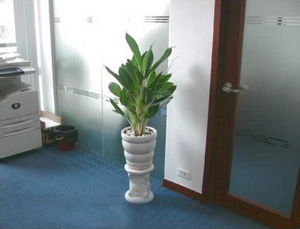 Trồng cây trong văn phòng