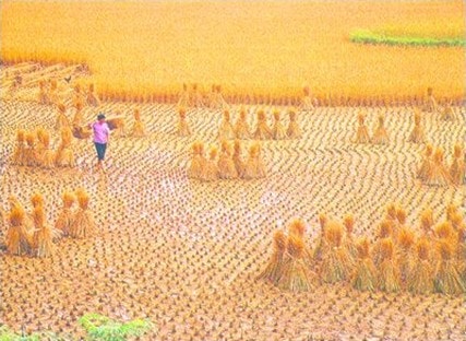 Vì sao nông dân chưa giàu?