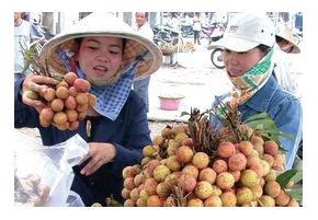 Biên Mậu trái cây Việt-Trung: Có dừng tại Lục Ngạn