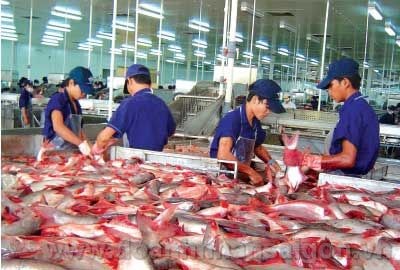 Giải pháp cho nghề nuôi cá tra
