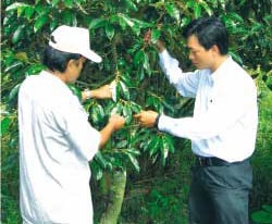 Anh Hai Lúa Vàng