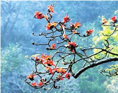 Tây Nguyên hoa gạo cháy...