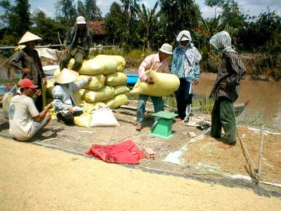 Giá lúa gạo “sốt” từng ngày 