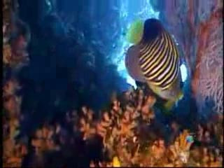 Rạn san hô Great Barrier Reef lớn nhất hành tinh