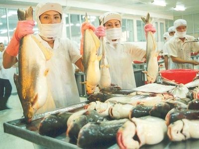 Phục hồi xuất khẩu cá tra sang một số thị trường 