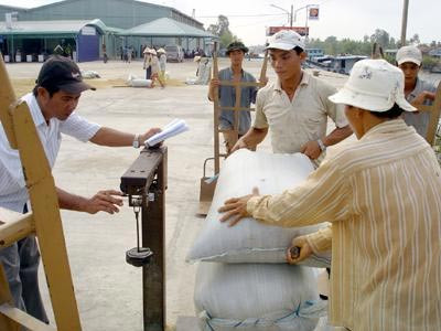 Hỗ trợ 100% lãi suất vốn thu mua tạm trữ lúa, gạo 