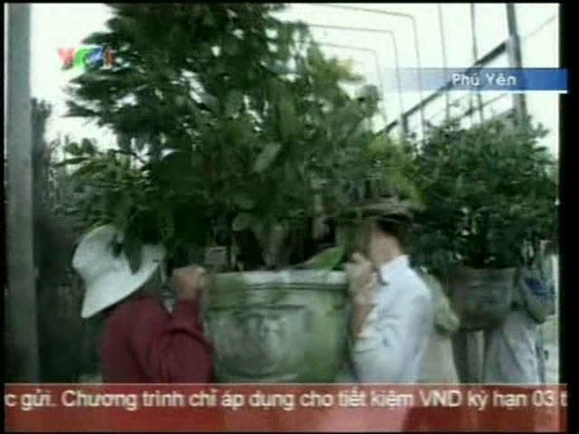 Mai lá miền Trung