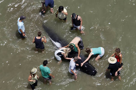 Hơn 125 cá voi chết sau khi mắc kẹt ở New Zealand