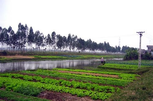 Hương quê