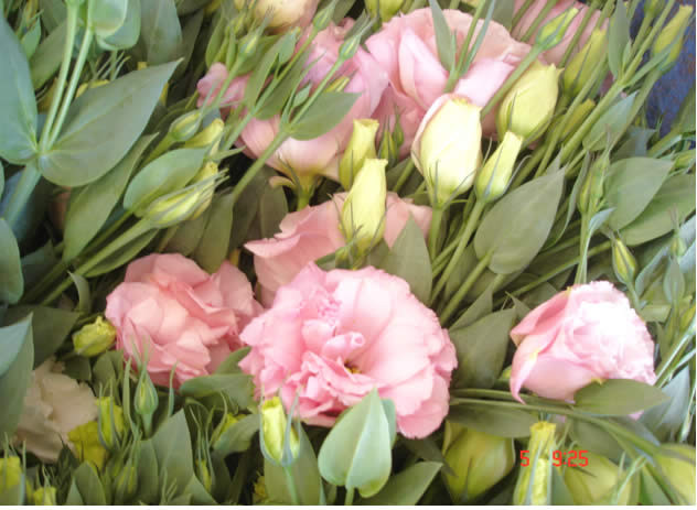 Hoa Ly, hoa Cát Tường ở Phú Yên