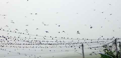 Hàng vạn con chim én, chim yến kéo về Bạc Liêu 