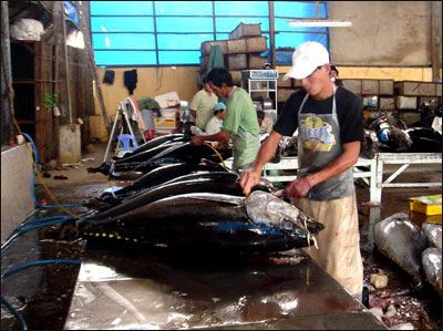 Mỹ: Thị trường cá ngừ lớn nhất của Việt Nam