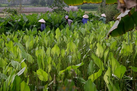 Một mai lá dong Tràng Cát...