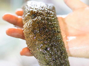 Lần đầu tiên phát hiện hải sâm Mít xanh ở Việt Nam