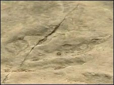 Phát hiện hơn 3.000 dấu chân khủng long