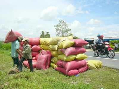 Giá lúa gạo ở đồng bằng sông Cửu long đã nhích lên