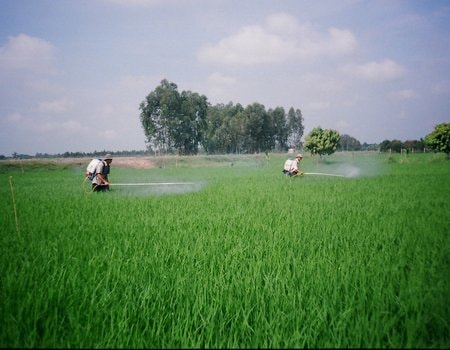 620 ngàn ha lúa Đông Xuân ở ĐBSCL bị mặn đe dọa