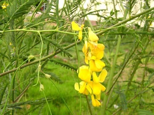 Điên điển vẫn chưa thôi nở hoa