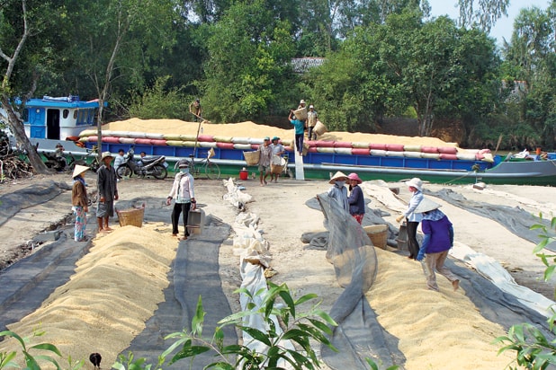 Tiền Giang: cả làng làm sân phơi lúa