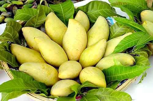 Xoài cát Hòa Lộc