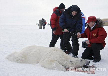 Thủ tướng Putin tham gia nghiên cứu gấu Bắc Cực