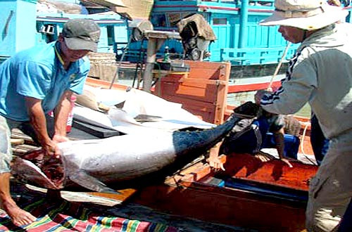 Xuất khẩu cá ngừ đối mặt nguy cơ thu hẹp thị trường