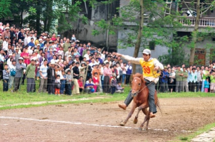 Bắc Hà: Trên lưng ngựa đua