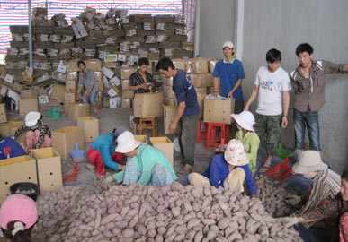 Khoai lang Vĩnh Long xuất khẩu sang Trung Quốc