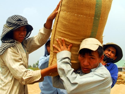 Mua tạm trữ 1 triệu tấn gạo vụ hè thu 