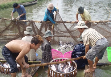 Cần thành lập hiệp hội để “cứu” cá tra