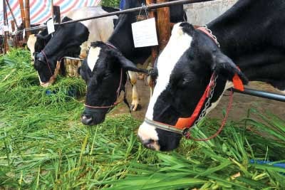 Nhiều chương trình hỗ trợ chăn nuôi bò sữa