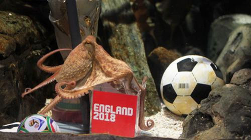 Sir Ferguson và bạch tuộc Paul hâm nóng bóng đá Anh!
