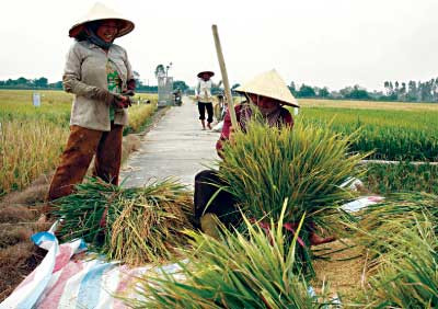Xuất khẩu gạo có giá sàn mới