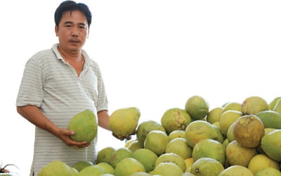 Tôi, ba đời bán bưởi