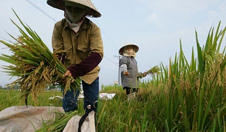 Vì sao nông dân trồng lúa ngày càng nghèo?