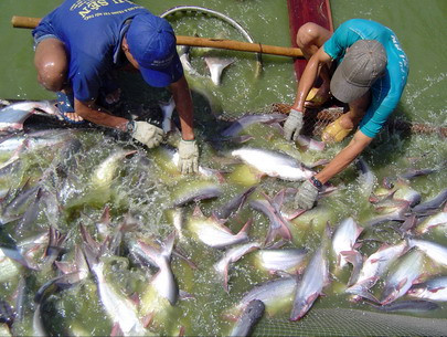 WWF Việt Nam sẽ tham gia giải quyết vấn đề cá tra 