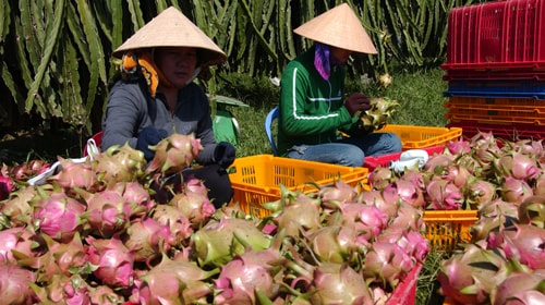 Giá thanh long cao nhất trong 20 năm