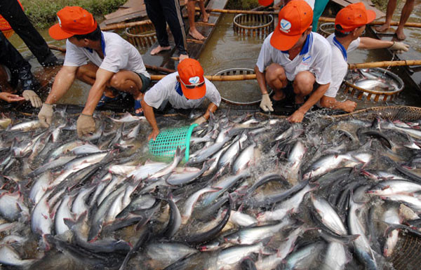 Mỹ giảm thuế chống bán phá giá cá tra Việt Nam
