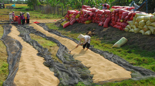 Đề xuất tăng lượng lúa tạm trữ