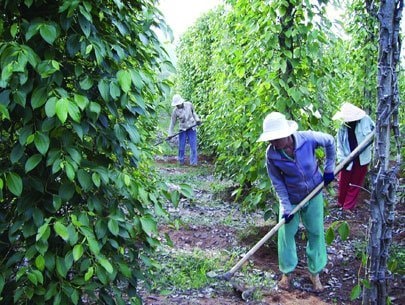Thế giới thiếu hạt tiêu, Việt Nam hưởng lợi 