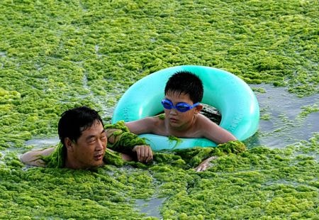 Tảo xanh “xâm lấn” bờ biển Trung Quốc