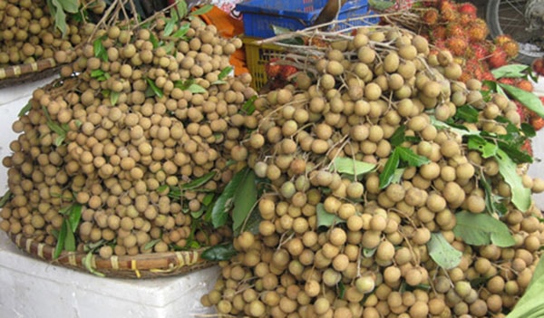 Nhãn Trung Quốc lấy “mác” nhãn lồng Hưng Yên 